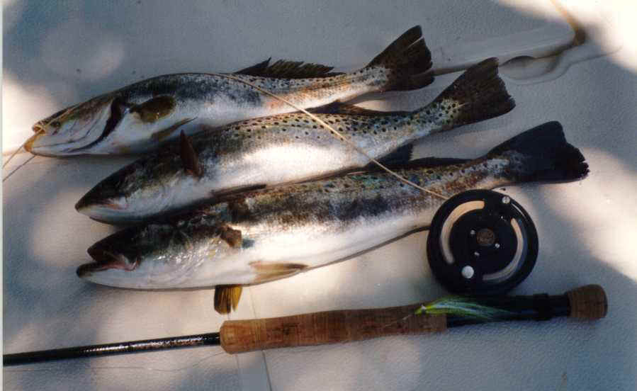Big speckled trout on flats near mouth of Tampa Bay