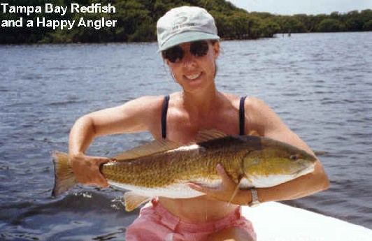 Tarpon are only one of the great fly rod species on one of our sportfishing charters. A flats fishing or backcountry charter
     could include trout redfish snook cobia pompano permit or jacks. 
     Saltwater flyfishing in the Tampa, St. Petersburg, Clearwater area is excellent. In addition to our flats fishing charters, our guide is available for sightseeing, shelling, birdwatching and eco-tour cruises.
     Just one hour away from the central Florida attractions, Disney World and the Orlando attractions, the Gulf Coast is a world apart.